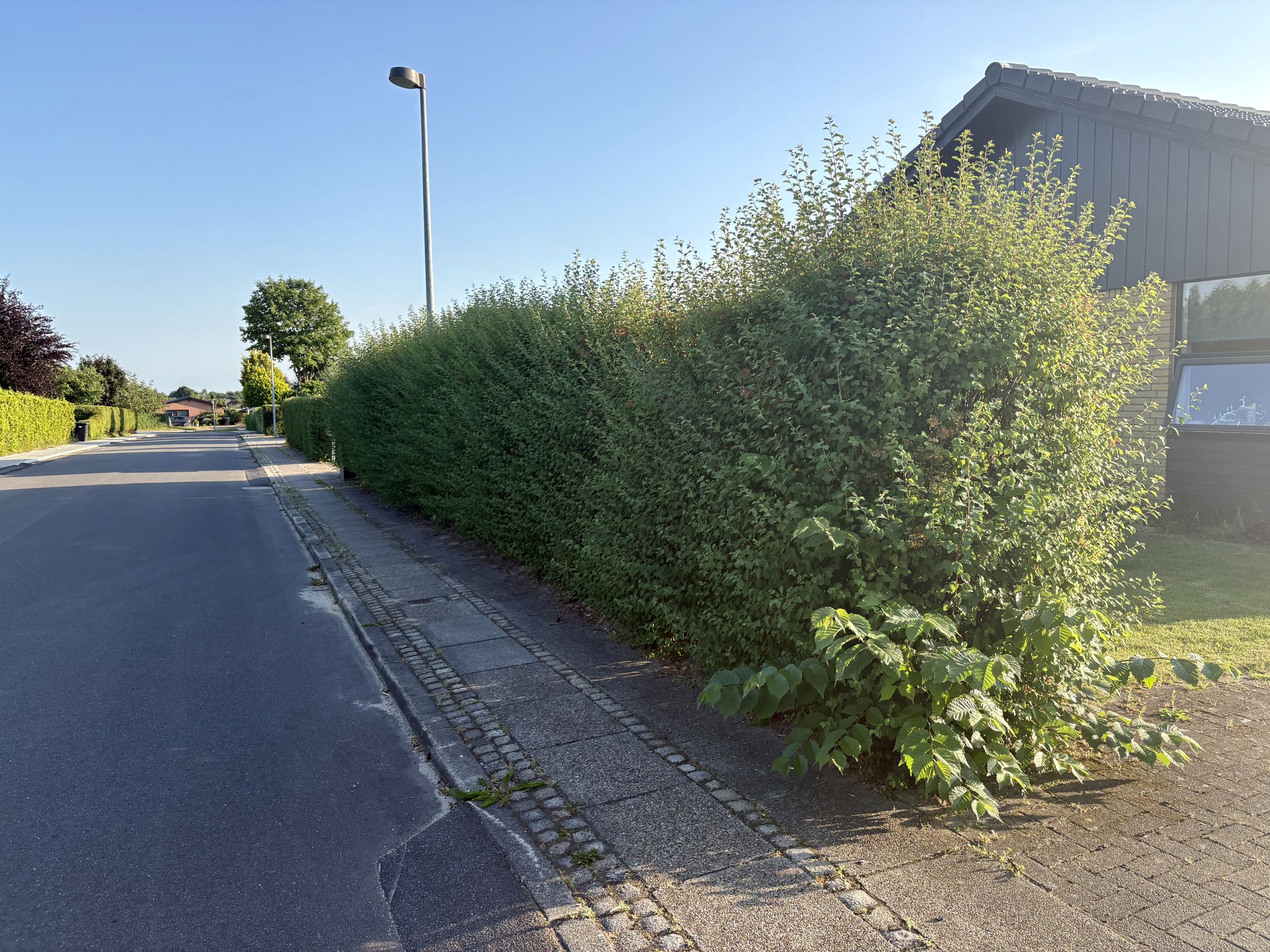 En hæk rækker ud over fortovet og trænger til at blive klippet.