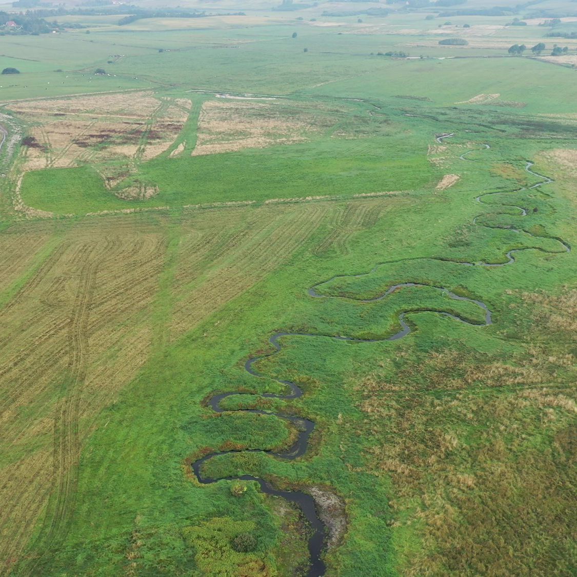 Luftfoto af vådområde med vandløb.