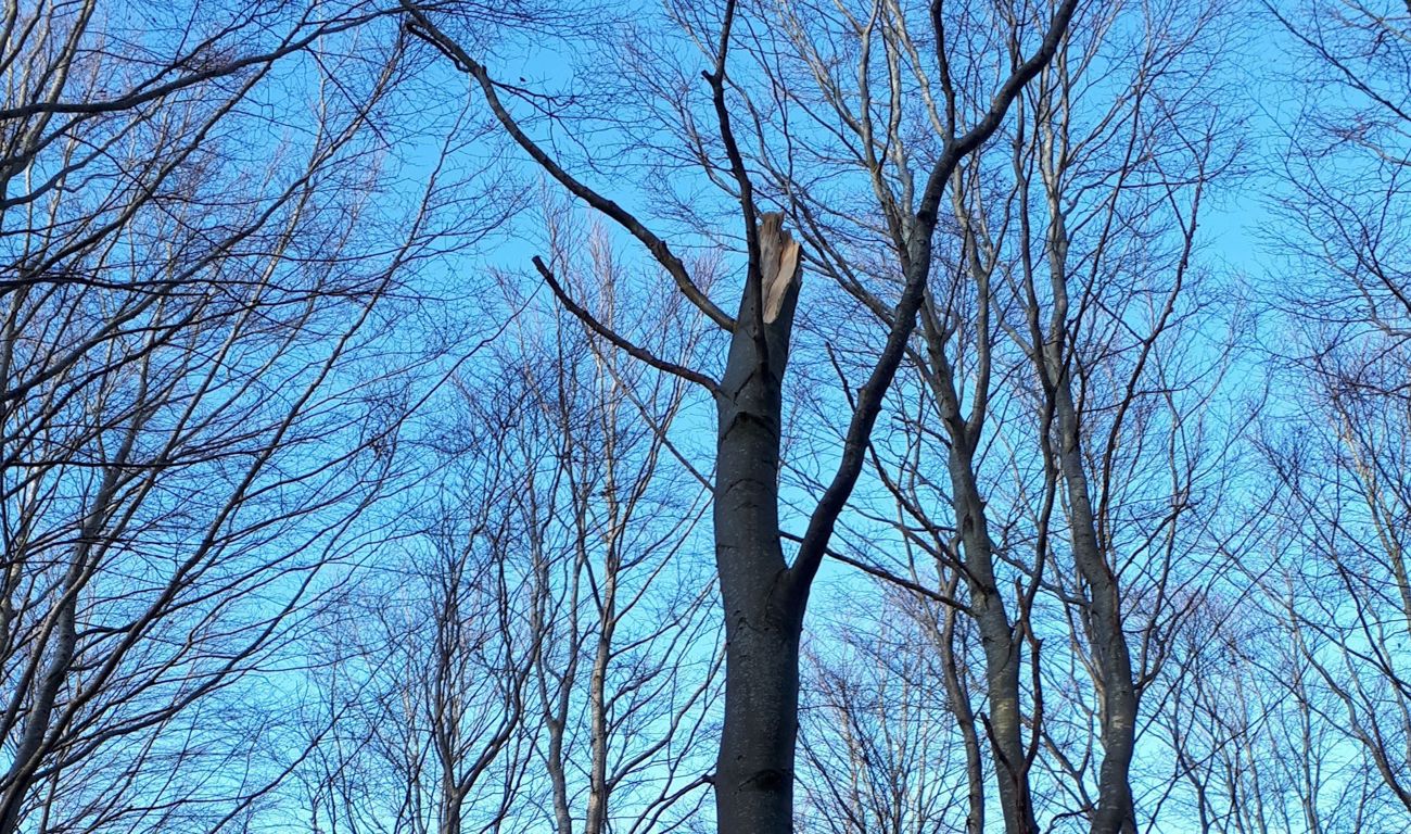 Trækroner sprængt væk for at skabe lys i skovbunden.