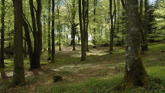 Sødal Skov Ved Rødding