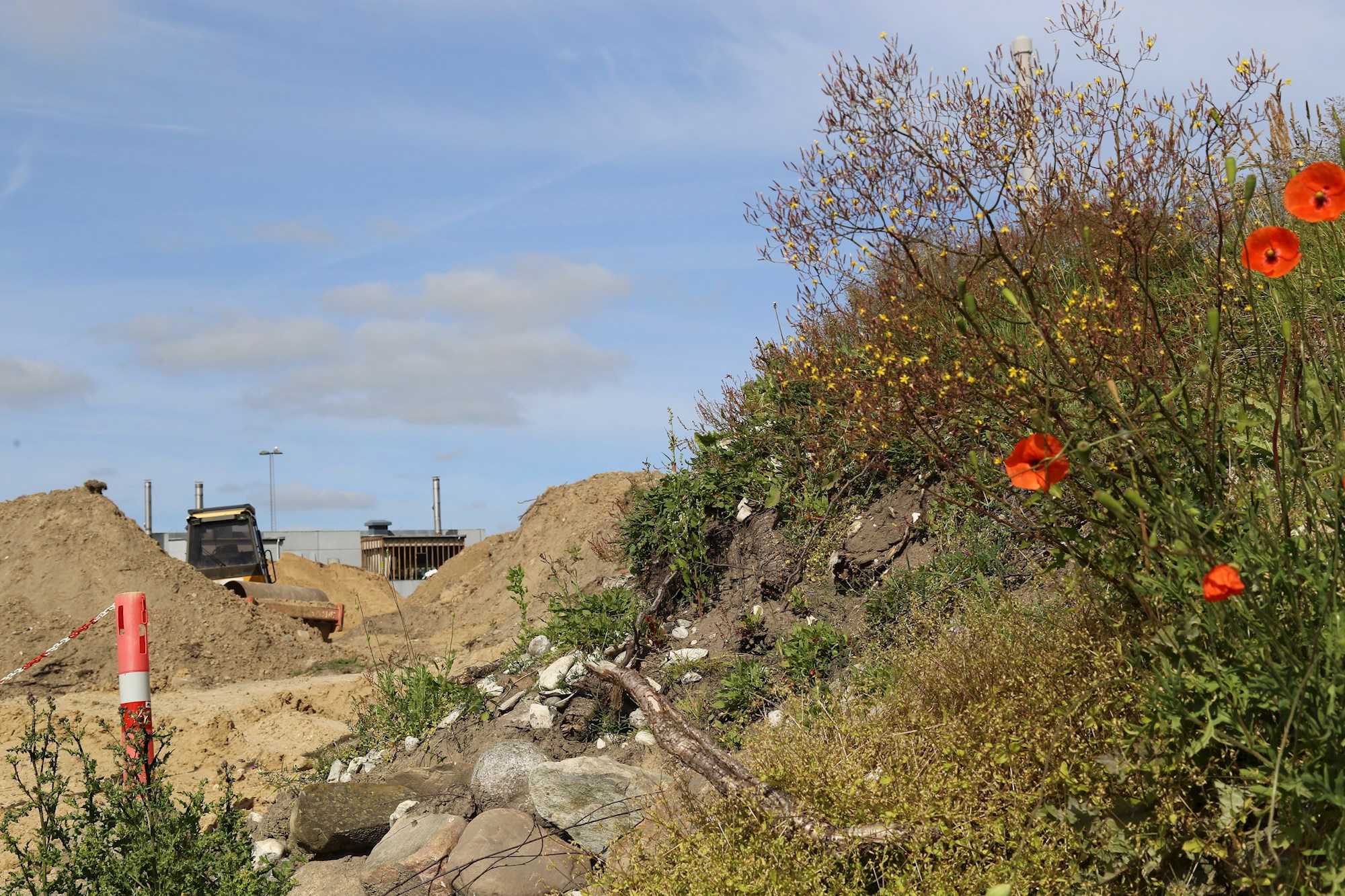 Byggeplads med sten og sandbunker, hvoraf nogle er bevokset med valmuer og andre vilde planter