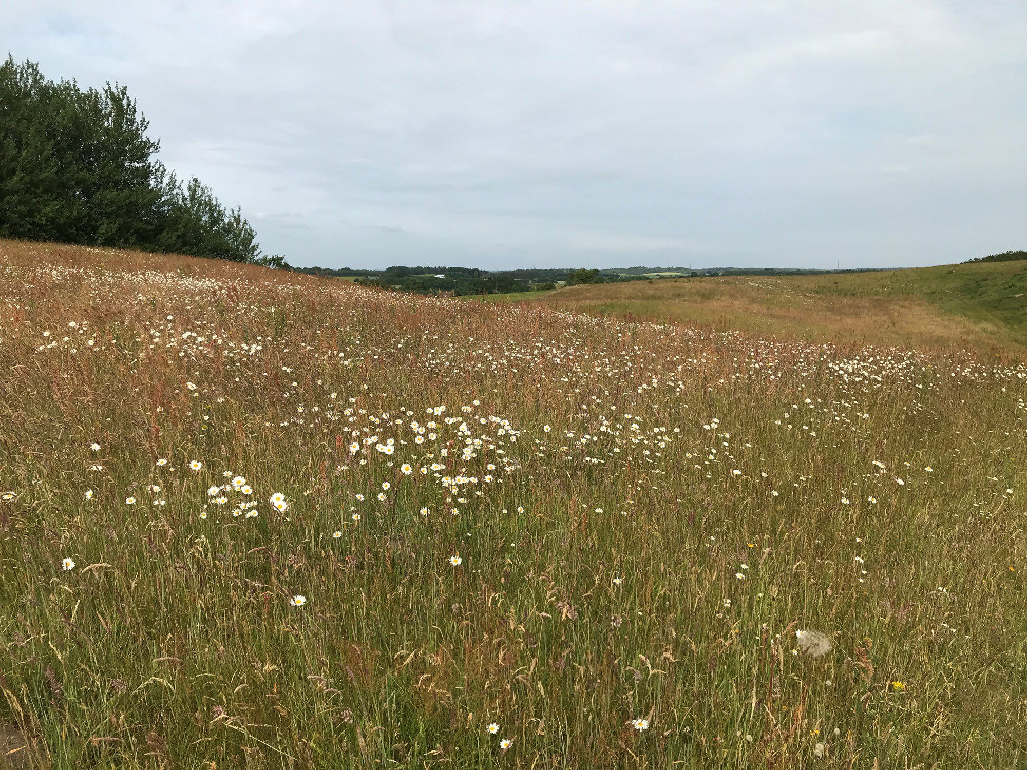 Mark med vilde planter