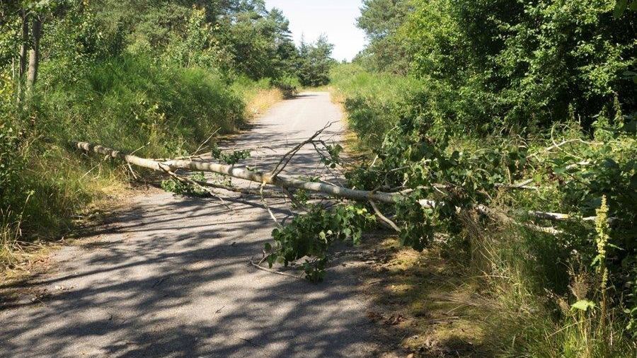 Træ der er væltet hen over en sti