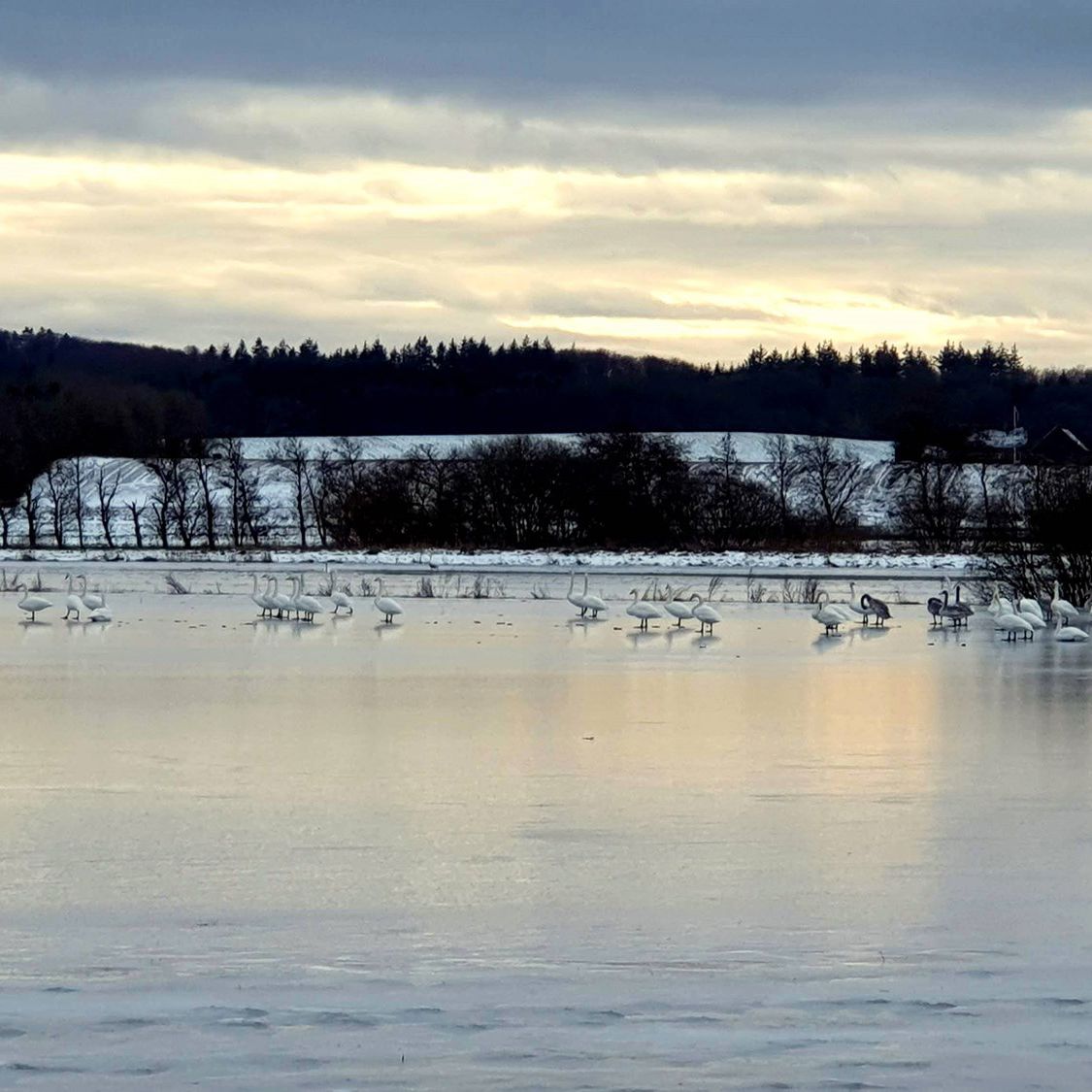 Tilfrosset sø med svaner på isen