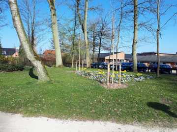 Forårsløg under nye og gamle træer.